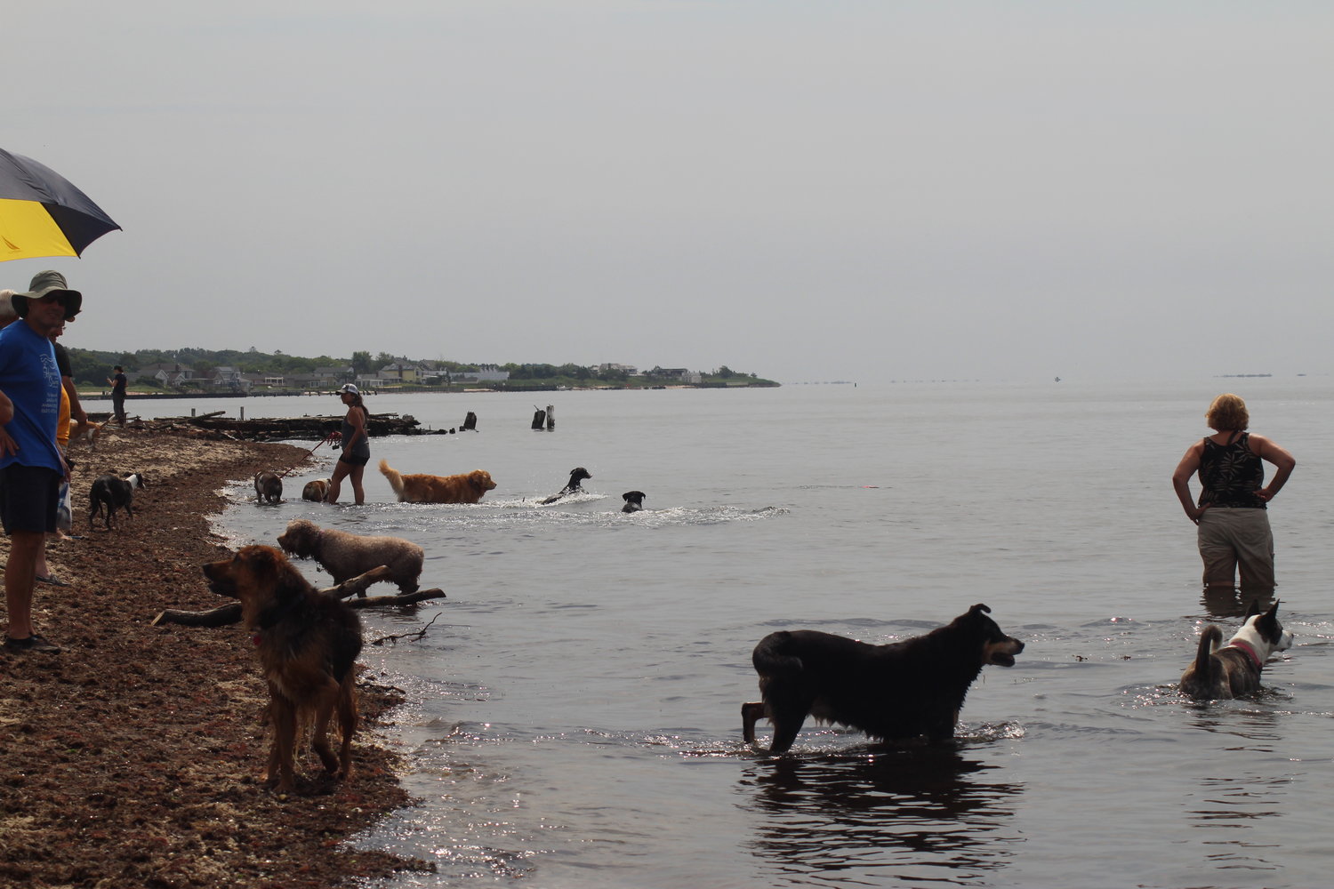 A Long Island dog advocacy group wants to get New York State to allow dogs on some of the 14,000 miles of shoreline.